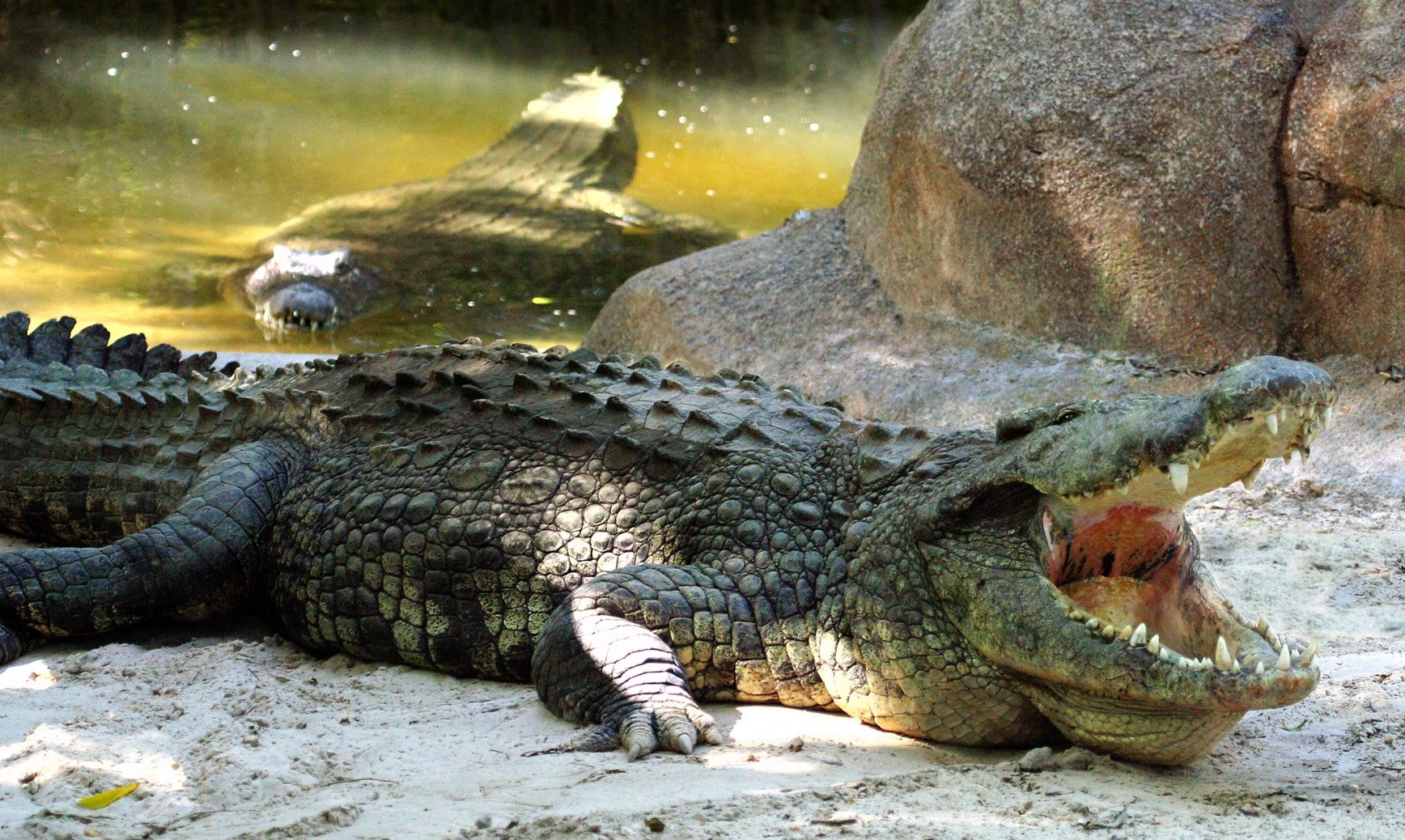 Member Mornings: Crocodiles