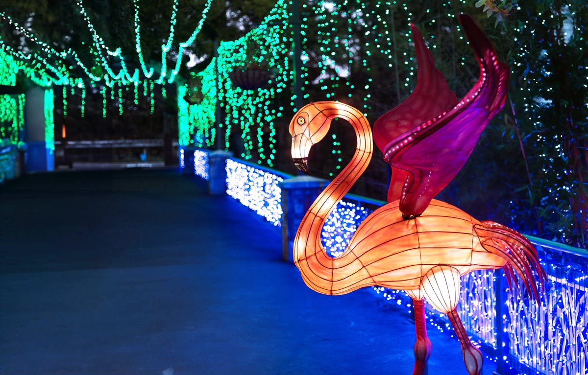 Lantern flamingo in a walkway filled with holiday lights at Dallas Zoo Lights Presented by Reliant