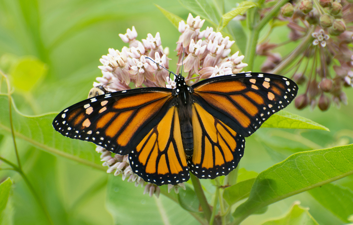 I Spy Butterflies