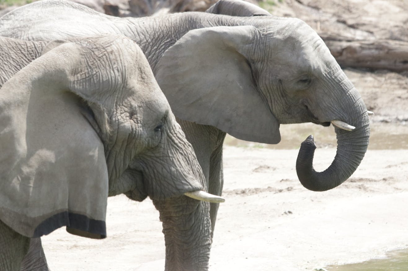 Plan Your Visit Dallas Zoo