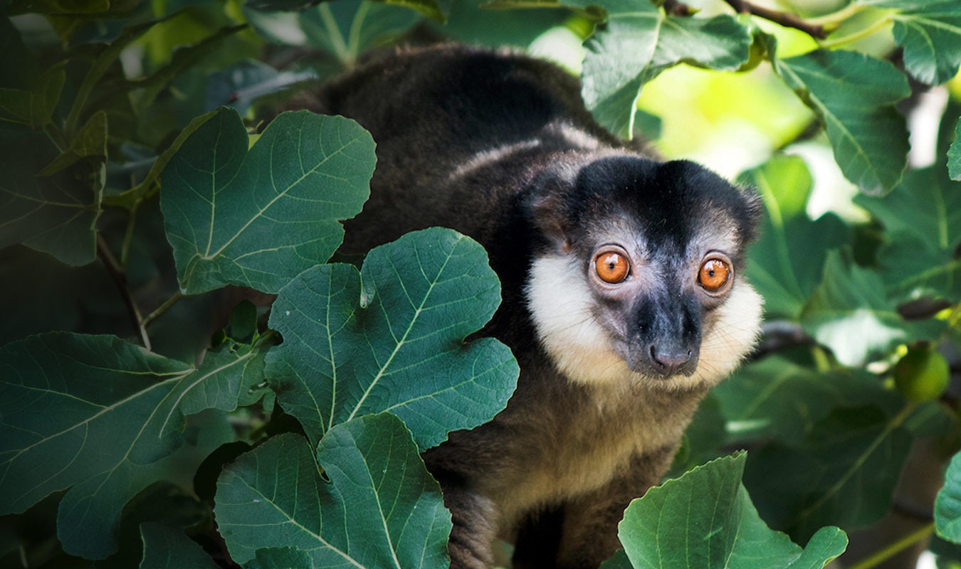 Lemur with orange eyes in the trees