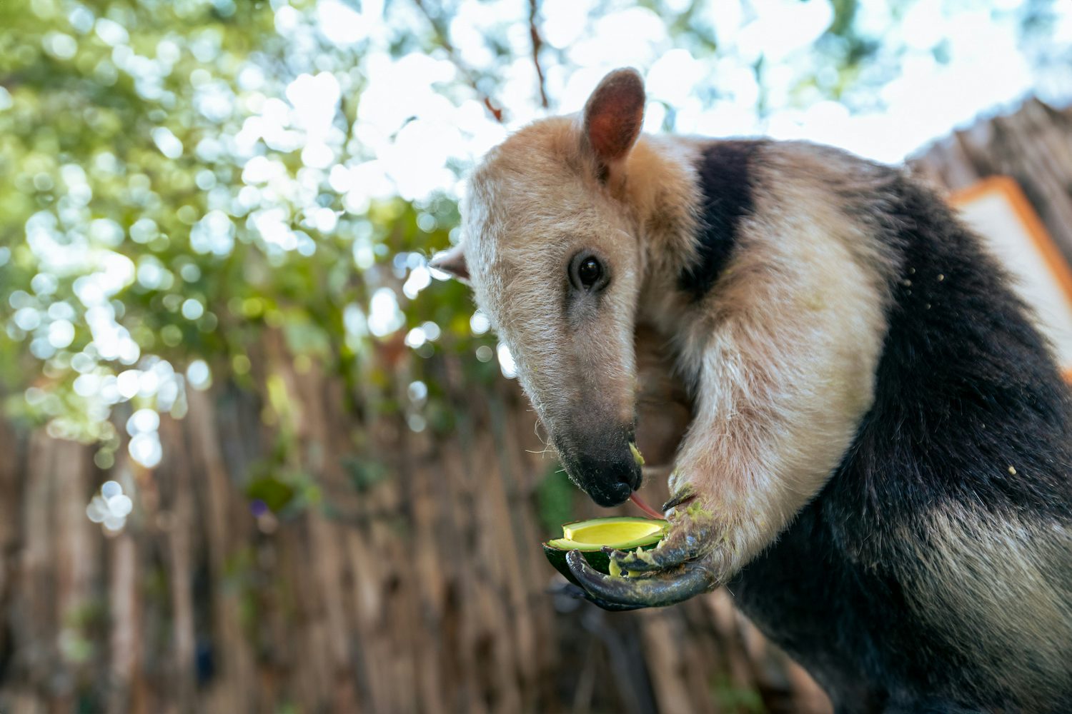 Tamandua eating avocado