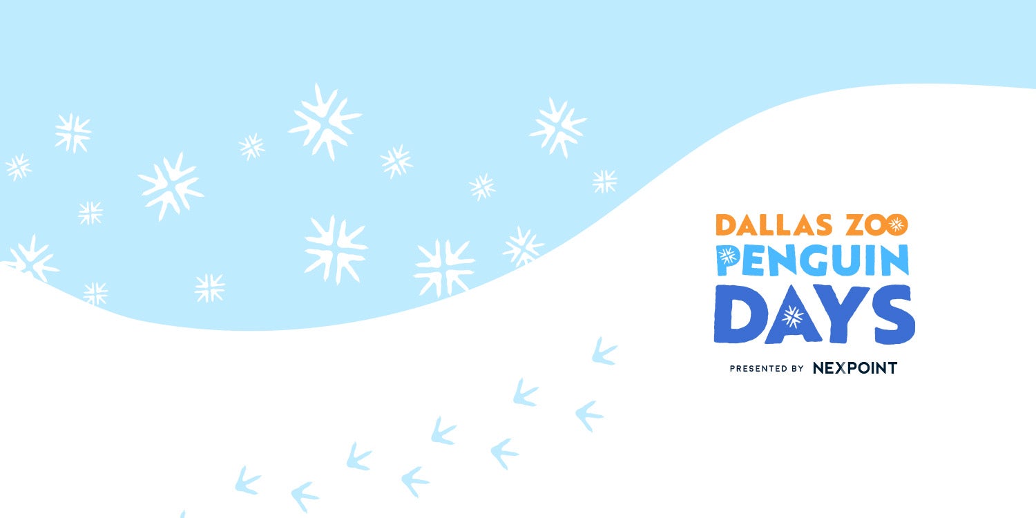 penguin days dallas zoo 2024