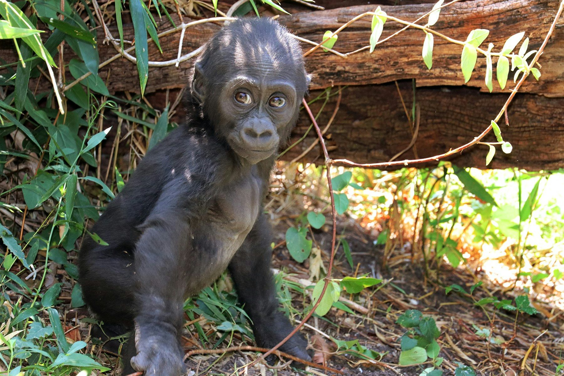 Adopt An Animal | Dallas Zoo