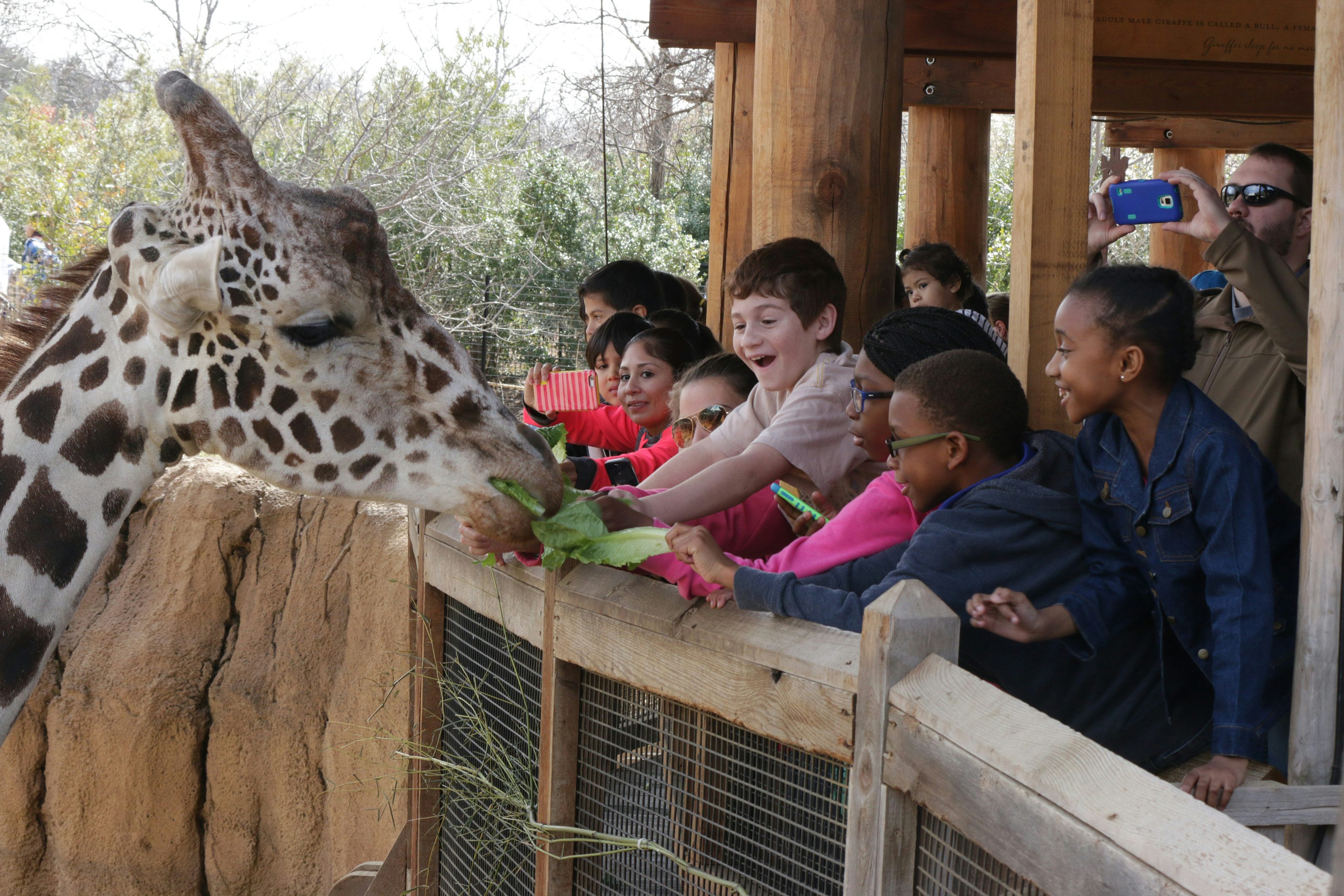Giraffe Feeding | Dallas Zoo