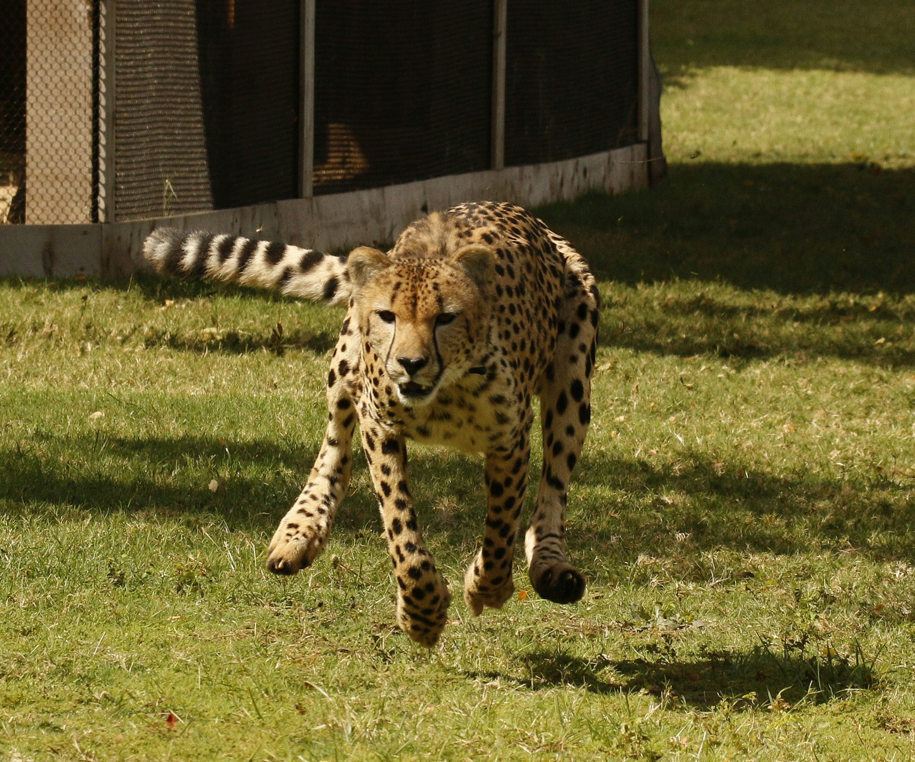 Encounters & Experiences Dallas Zoo