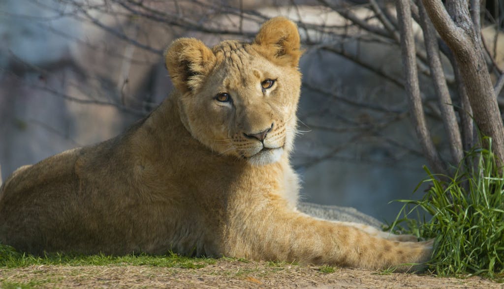 Donate to the Zoo Dallas Zoo