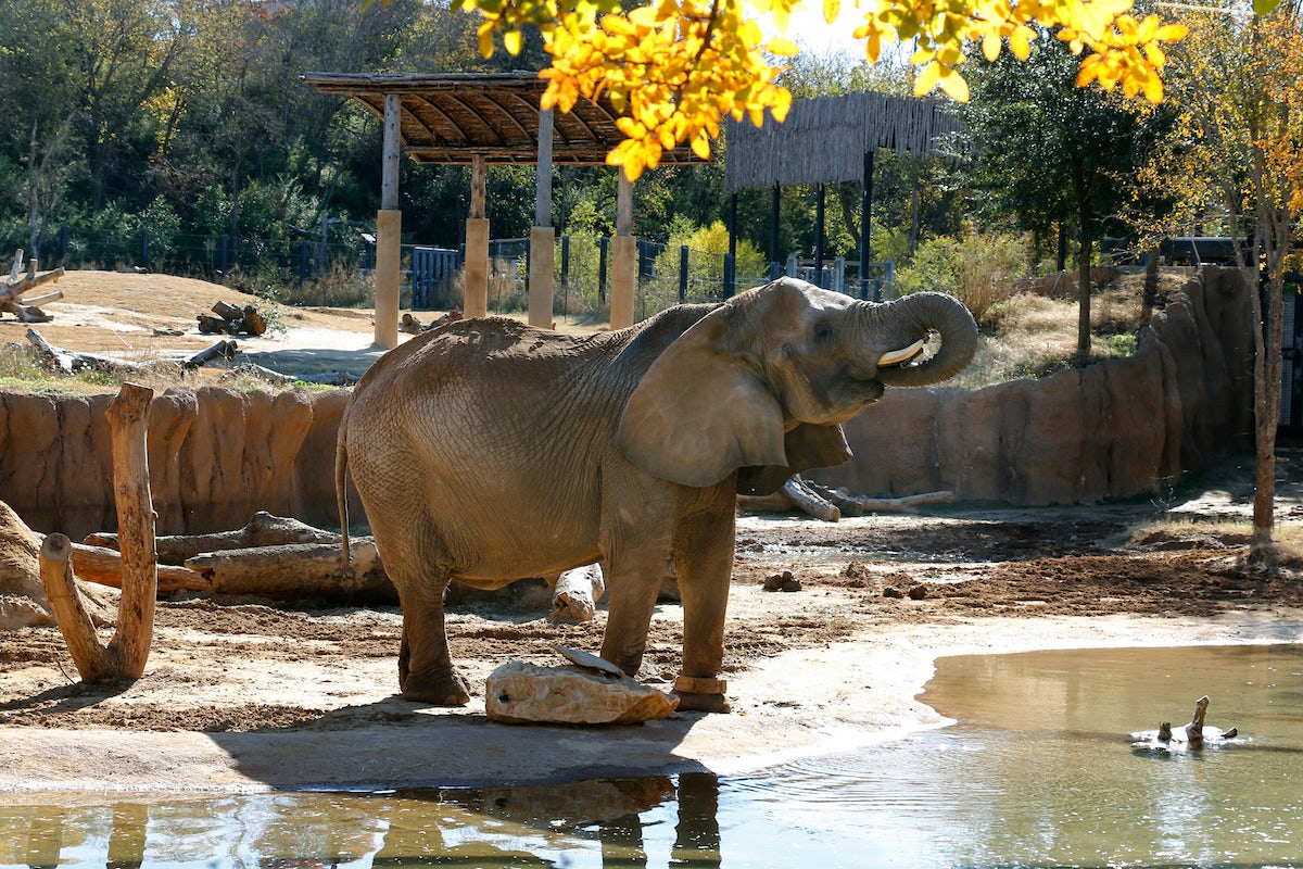Dallas Zoo to the Largest Zoological Experience in Texas!