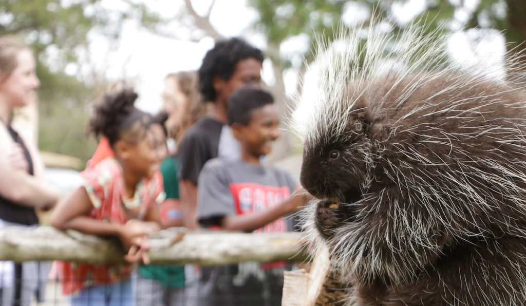 Porcupine eating a snack with children in the background