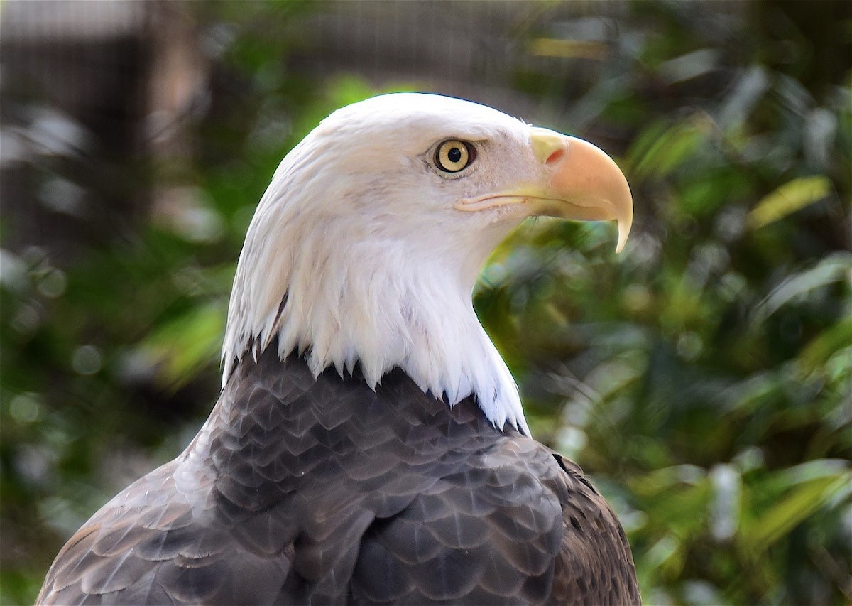 bald eagle stands majestically in the sunshine