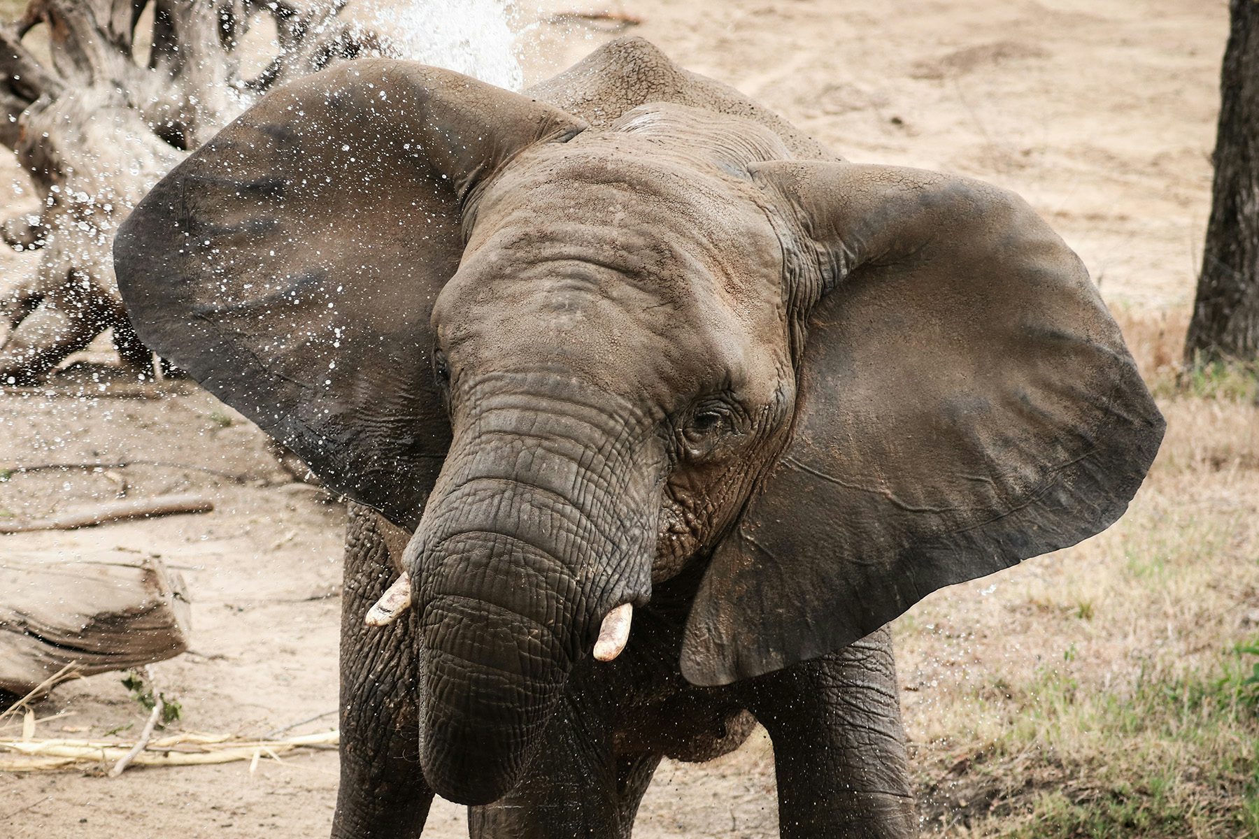 African Elephants | Dallas Zoo