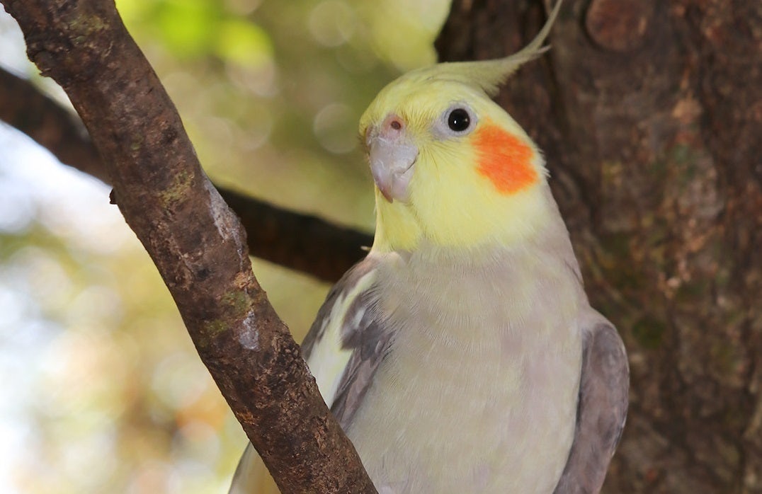A gray cockatiel perches on a tree branch.