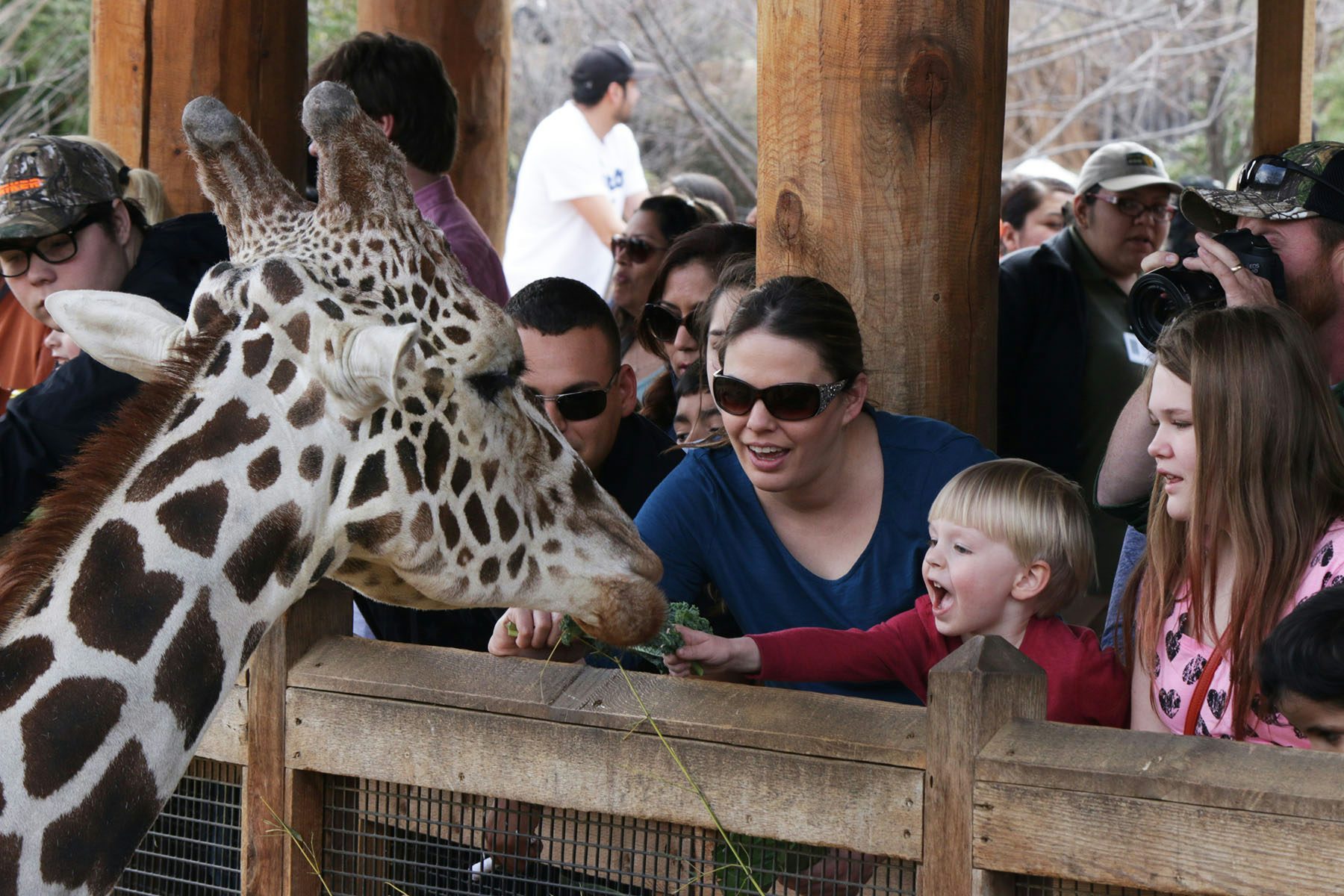 Family group feeding a giraffe at the feeding platform