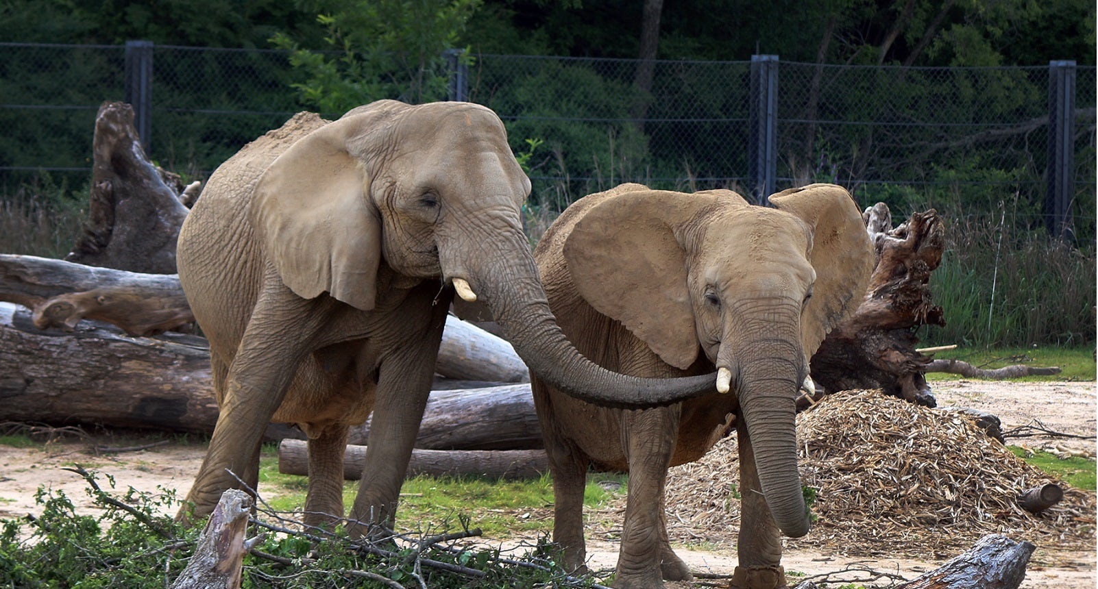 plan-your-visit-dallas-zoo