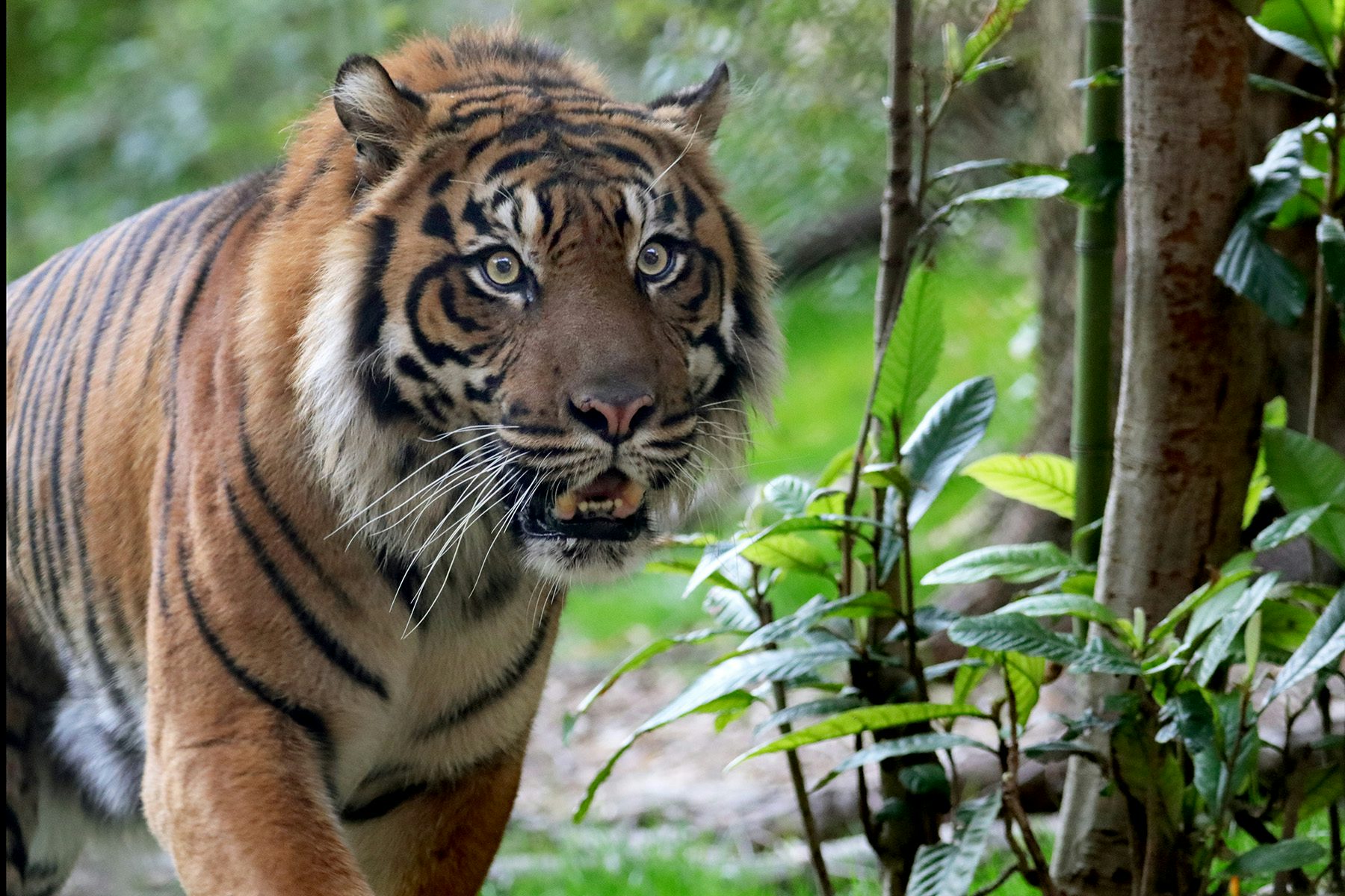 Donate to the Zoo Dallas Zoo