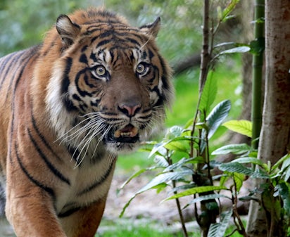 Donate To The Zoo Dallas Zoo Donate To The Zoo Dallas Zoo