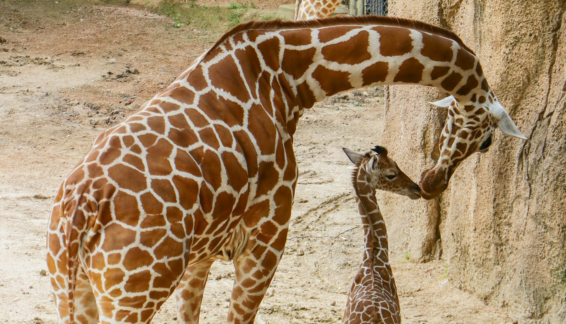 dallas-zoo-welcome-to-the-largest-zoological-experience-in-texas