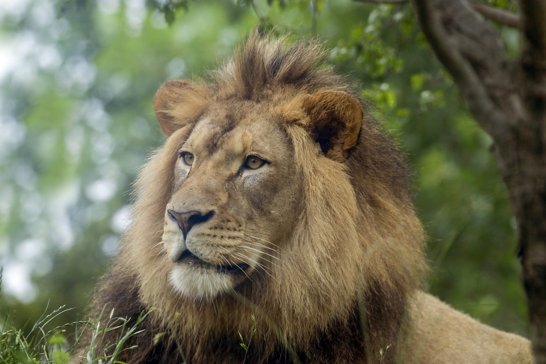 Member Mornings: Lions | Dallas Zoo