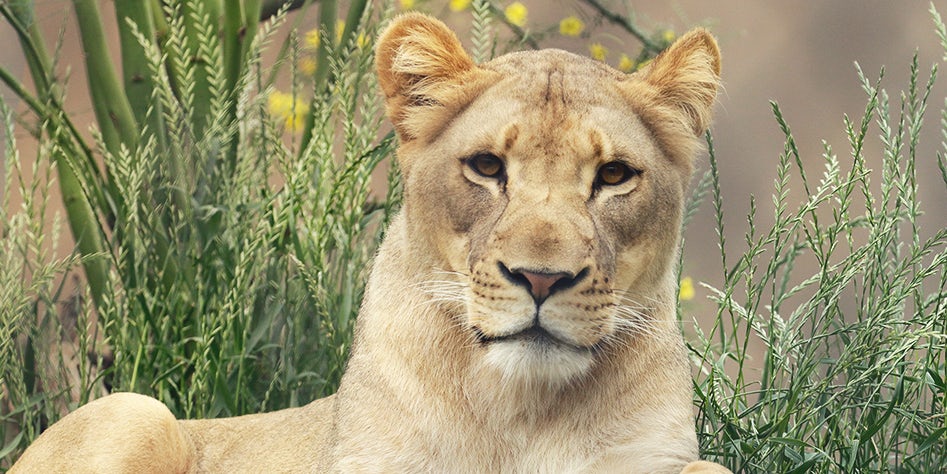 Dallas Zoo | Welcome to the Largest Zoological Experience in Texas!