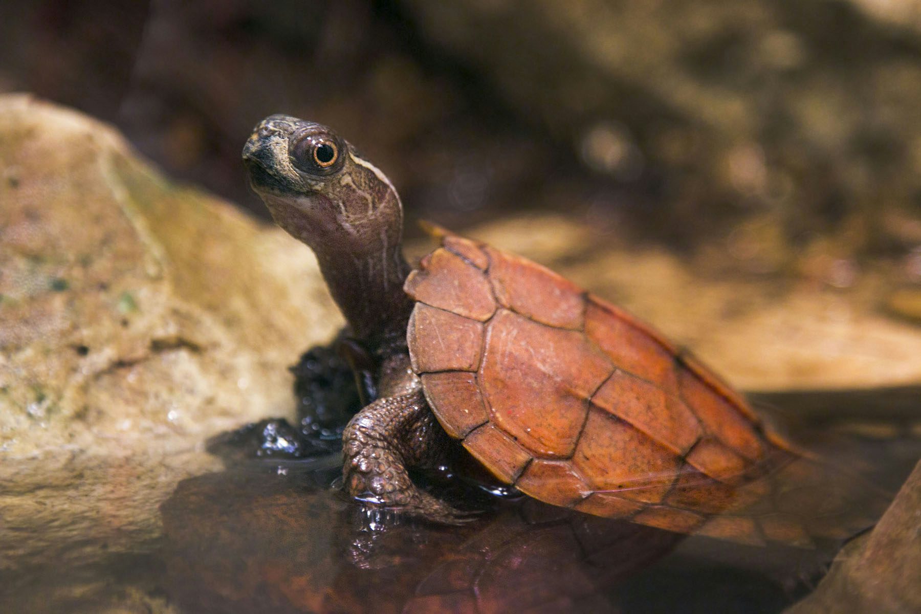 Protecting the Twelve | Dallas Zoo