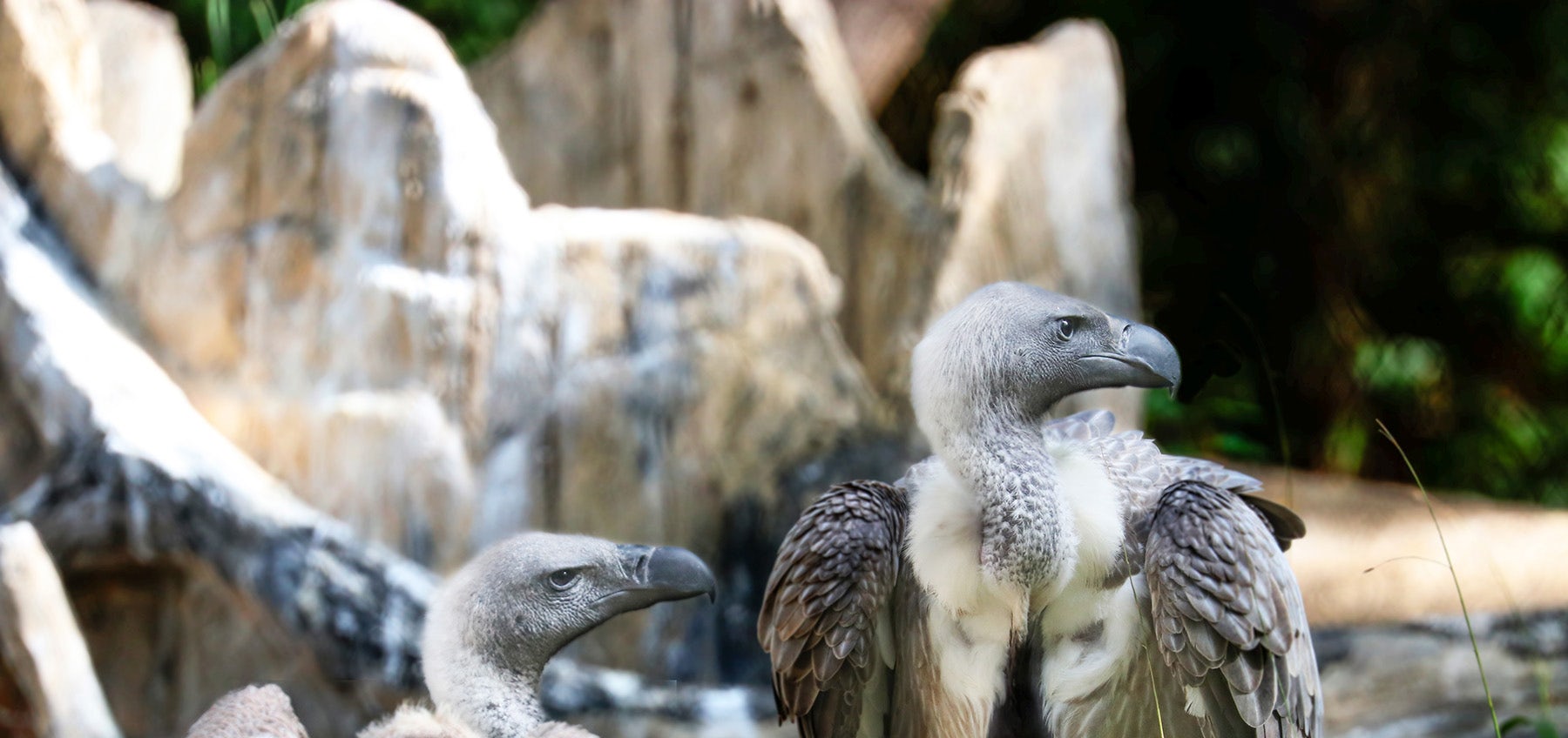African Vultures Dallas Zoo
