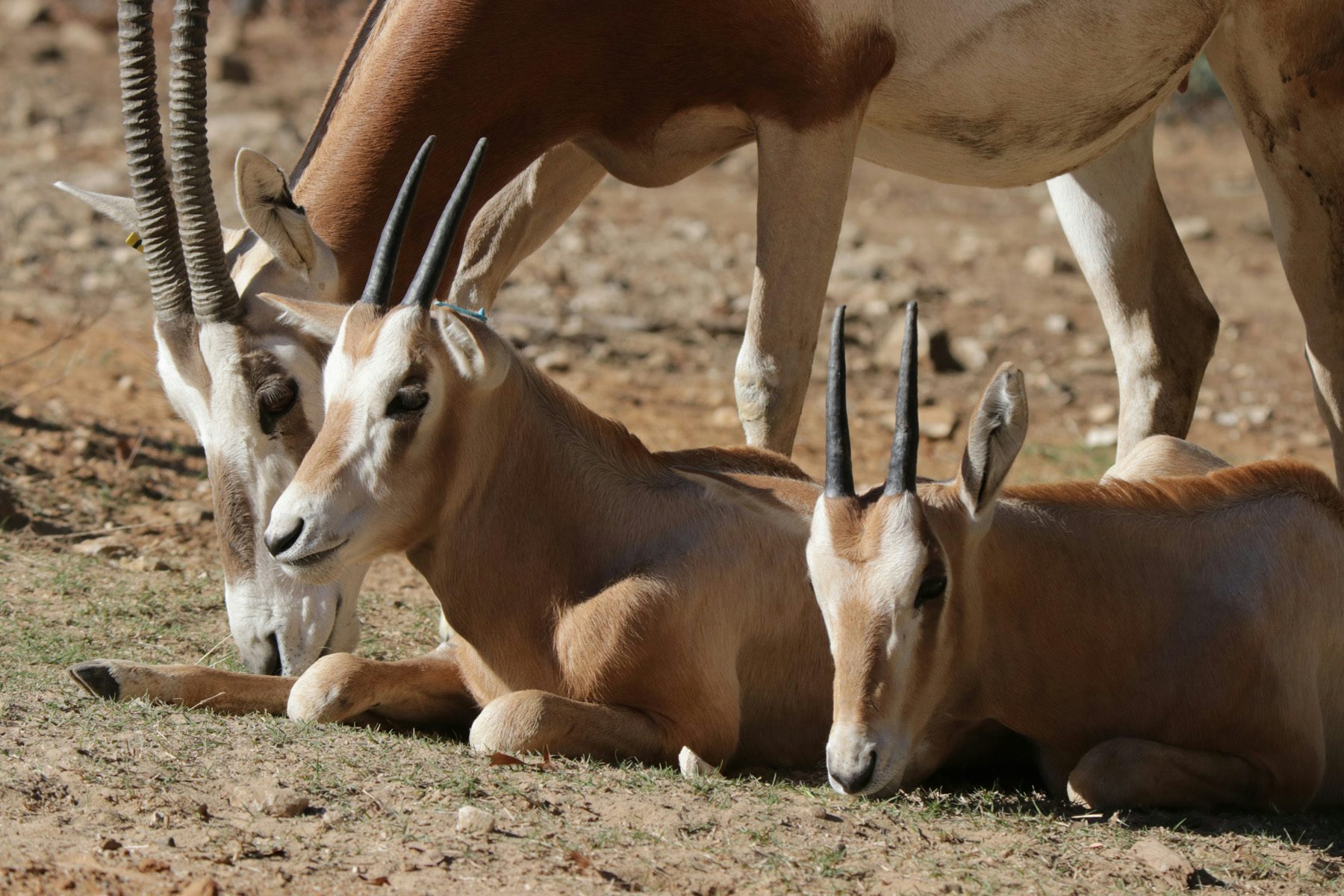 Saharan Hoofstock | Dallas Zoo