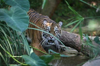 Tiger, Facts, Information, Pictures, & Habitat