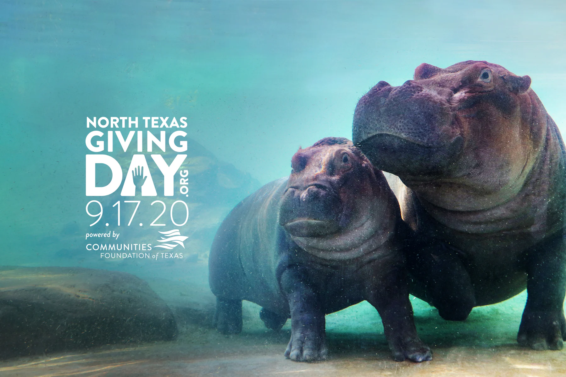 Dallas Zoo Welcome To The Largest Zoological Experience In Texas dallas-zoo-welcome-to-the-largest-zoological-experience-in-texas