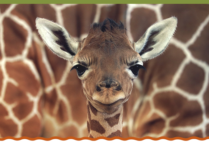 Giraffe Feeding | Dallas Zoo