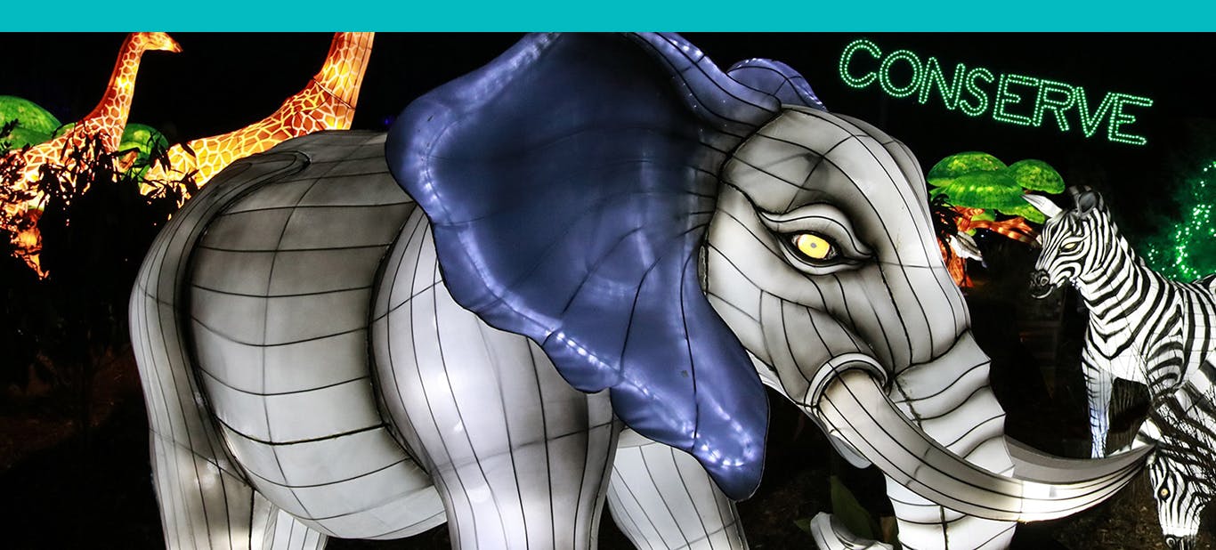 Zoo Lights Dallas Zoo