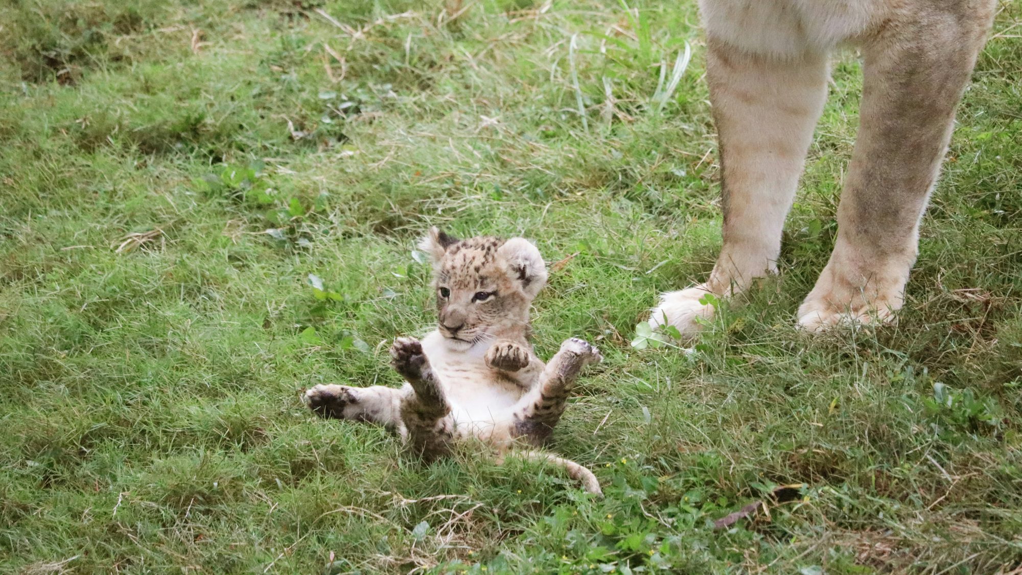 dallas-zoo-welcome-to-the-largest-zoological-experience-in-texas