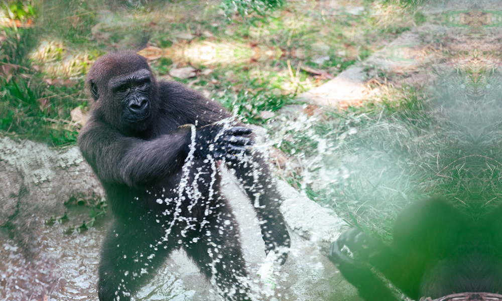 Dallas Zoo - Business in the front, party in the back.