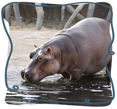 Hippo in water