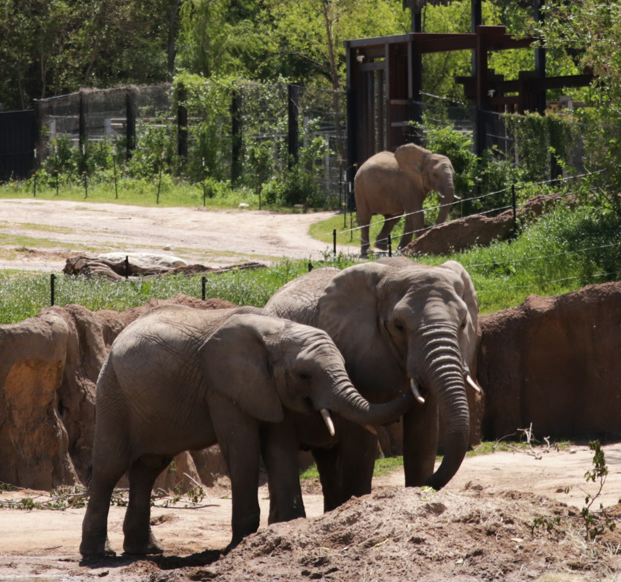 Ajabu | Dallas Zoo