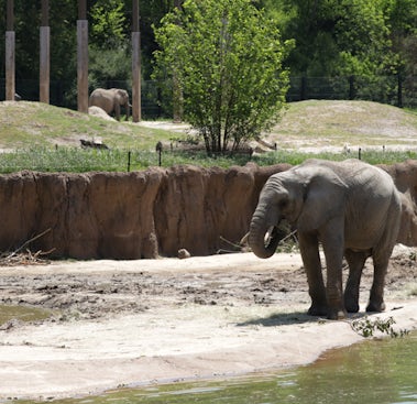 Save Wildlife | Dallas Zoo