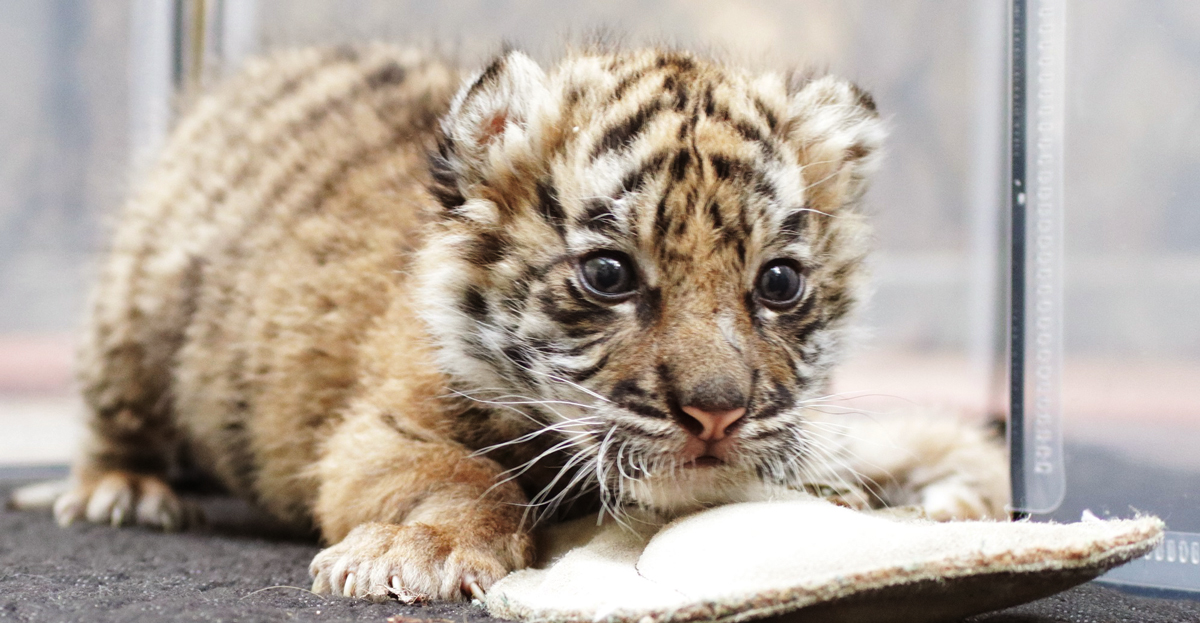 Brother and sister tiger cubs explore their enclosure at zoo