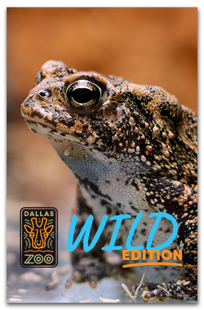 Wild Edition cover with frog