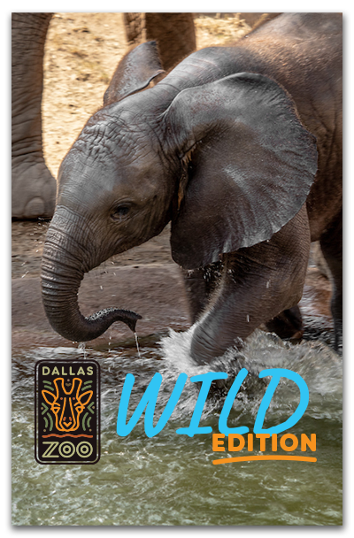 Wild Edition Spring 2024 digital cover of 1 year old elephant, Okubili