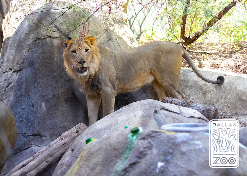 Dallas Zoo to the Largest Zoological Experience in Texas!