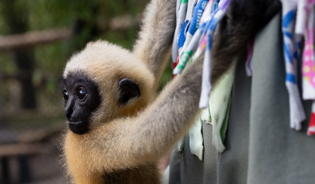 Kip the gibbon, 3 months