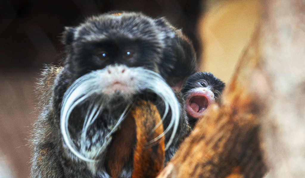 Baby tamarin