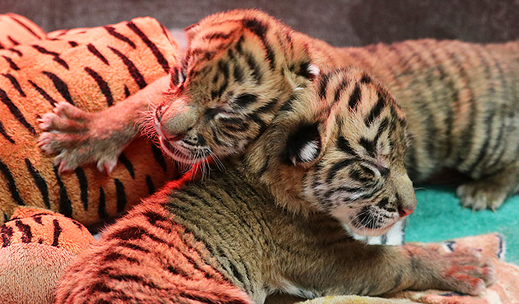 Tiger cubs