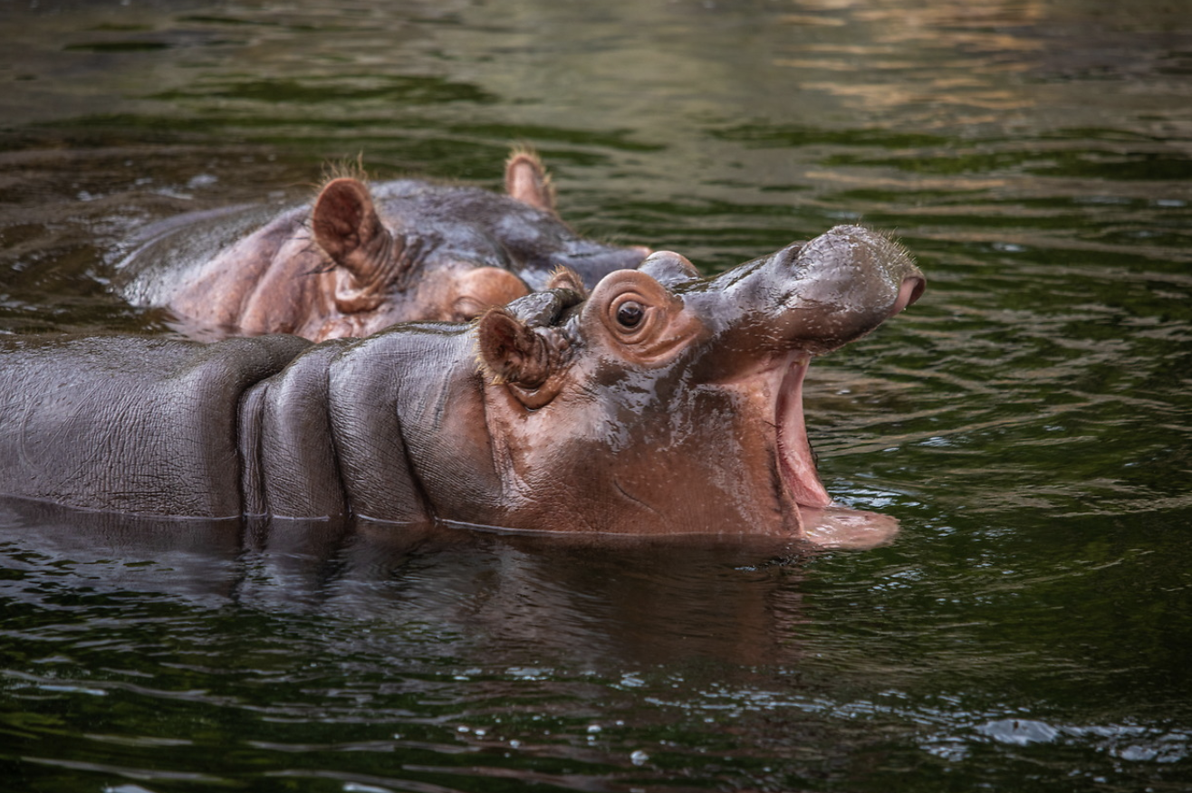 Member Mornings: Hippos