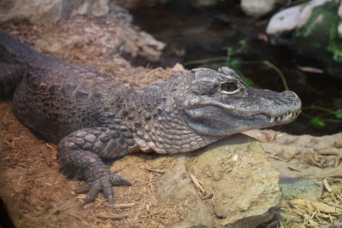 Dallas Zoo After Dark Summer Camp Dallas Zoo