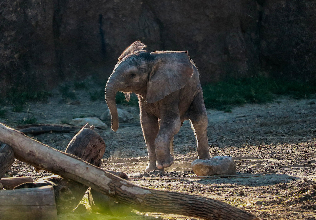 Behind-the-Scenes: Elephants