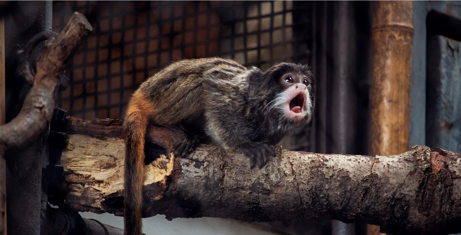 Member Mornings: Primate Place at Dallas Zoo, Dallas