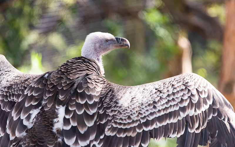 Dallas Zoo on X: Did you know that a harpy eagle's talon is bigger than a  grizzly bear's paw? 😮 This fun fact is brought to you by our resident harpy  eagle