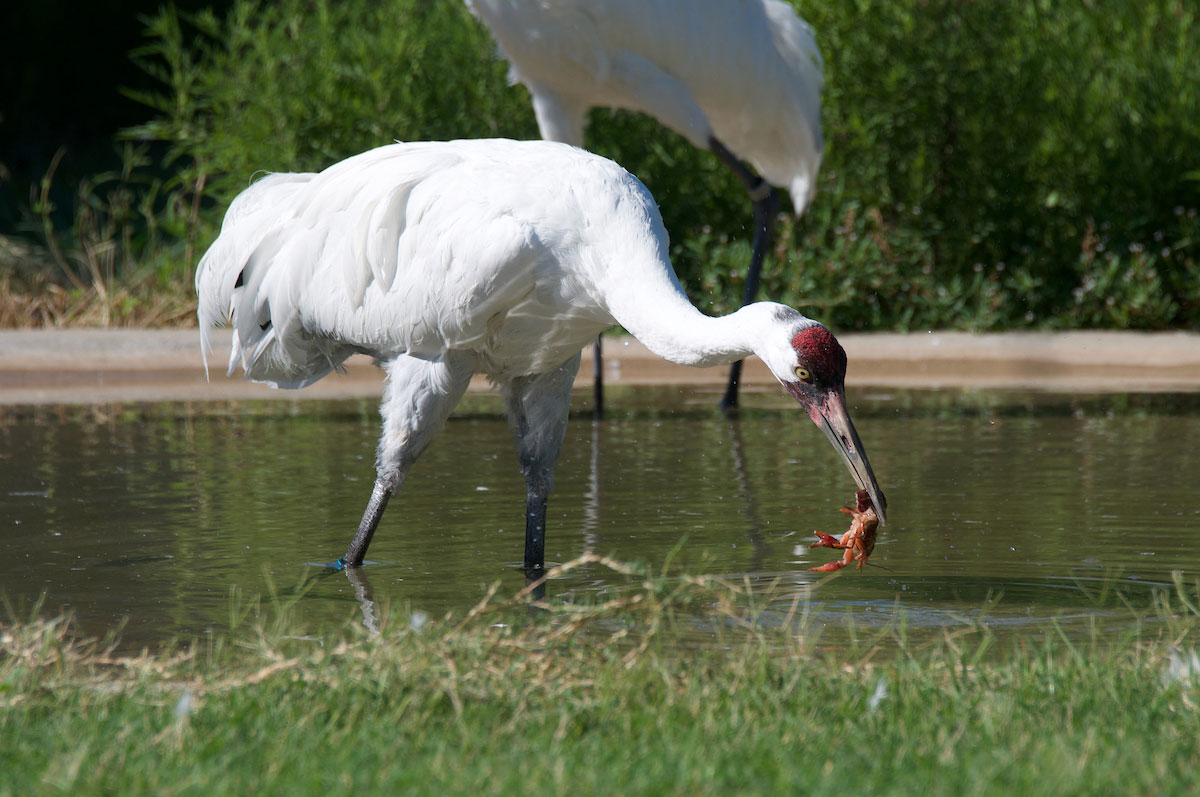 Conservation Speaker Series