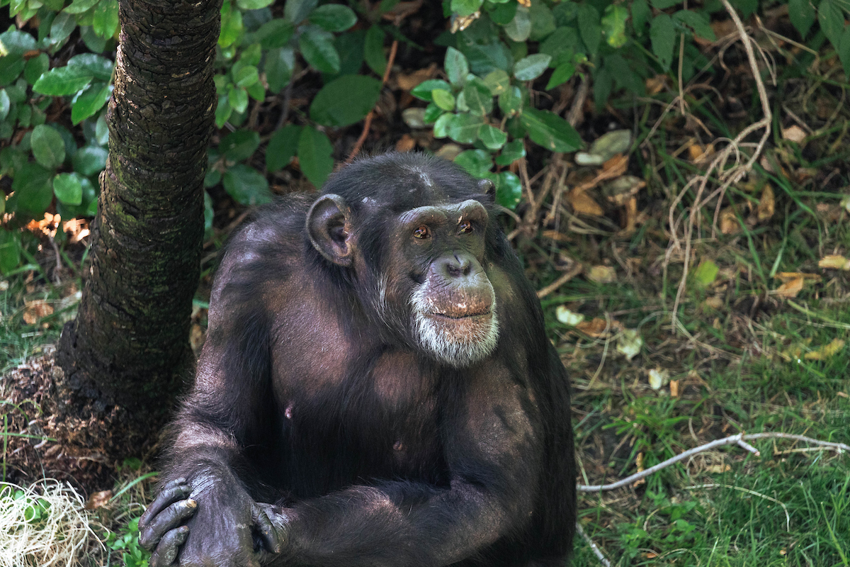 Member Mornings: Chimpanzees
