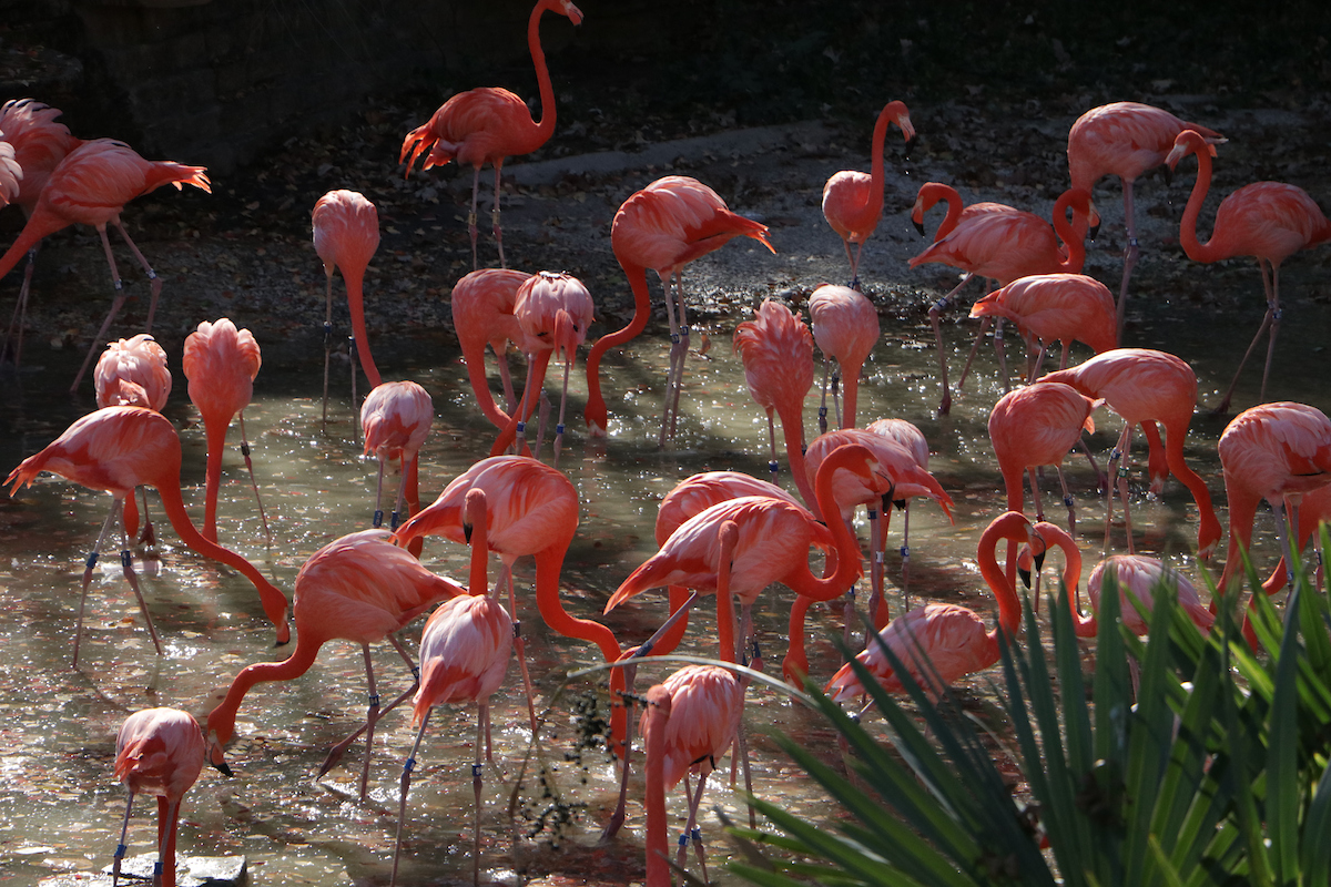 Member Mornings: Flamingos